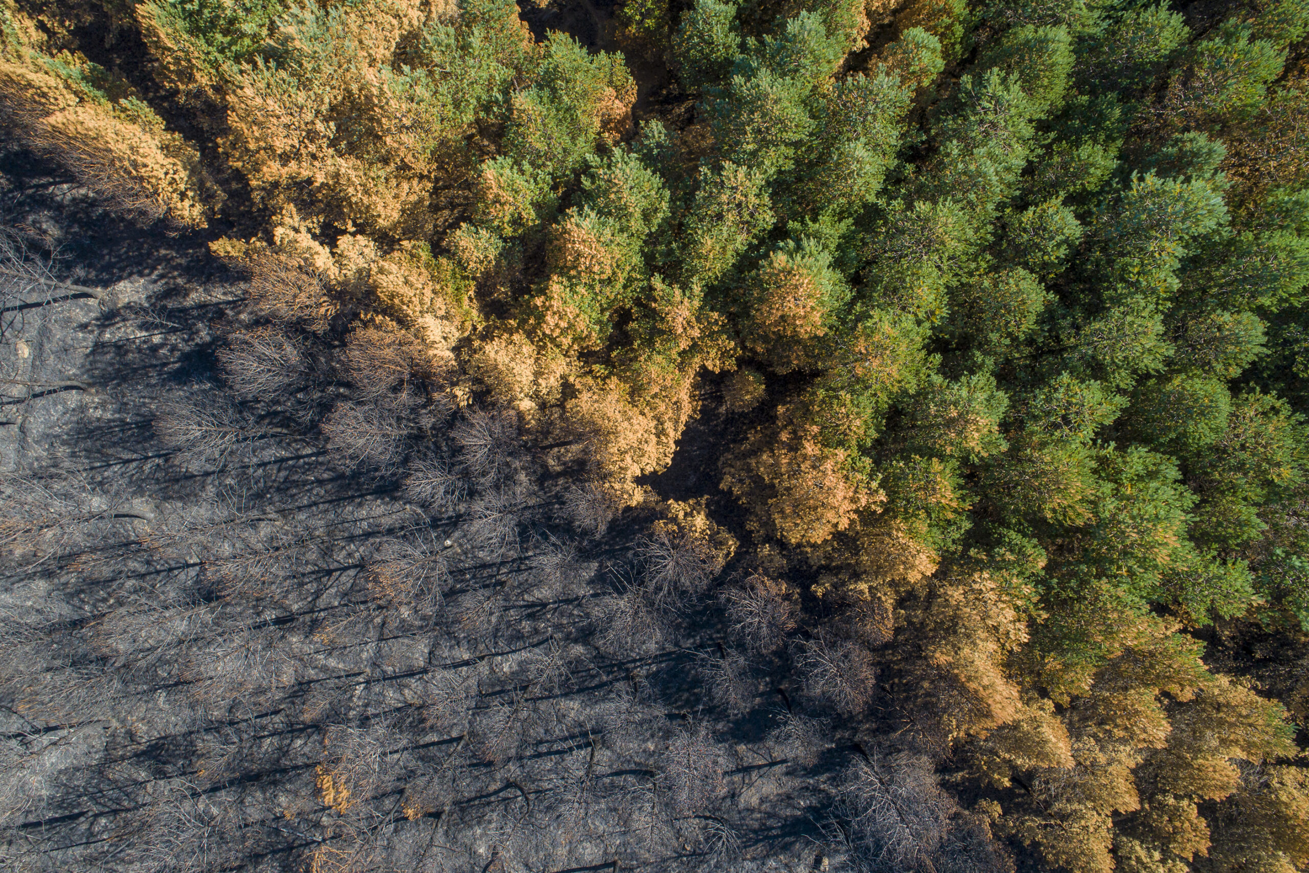 Banks, Insurers Targeted as Climate Group Seeks EU Review of Deforestation  Rule